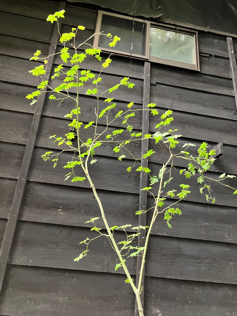 75 山採り　コハウチワカエデ