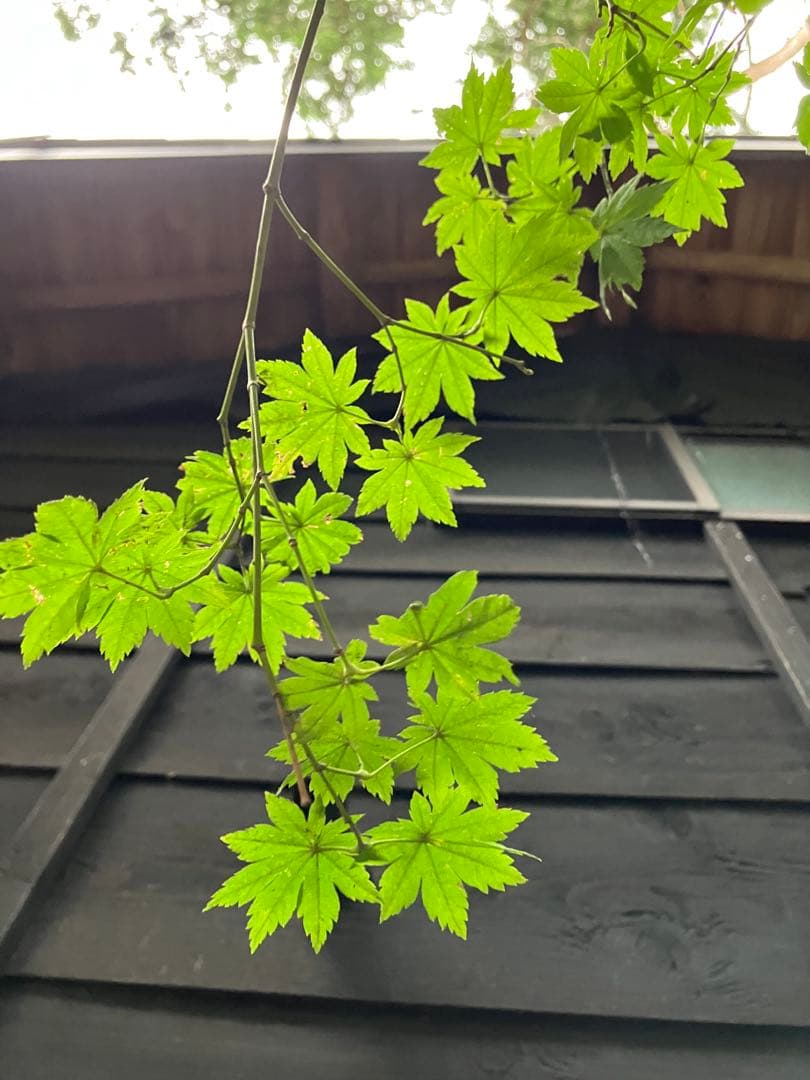 75 山採り　コハウチワカエデ