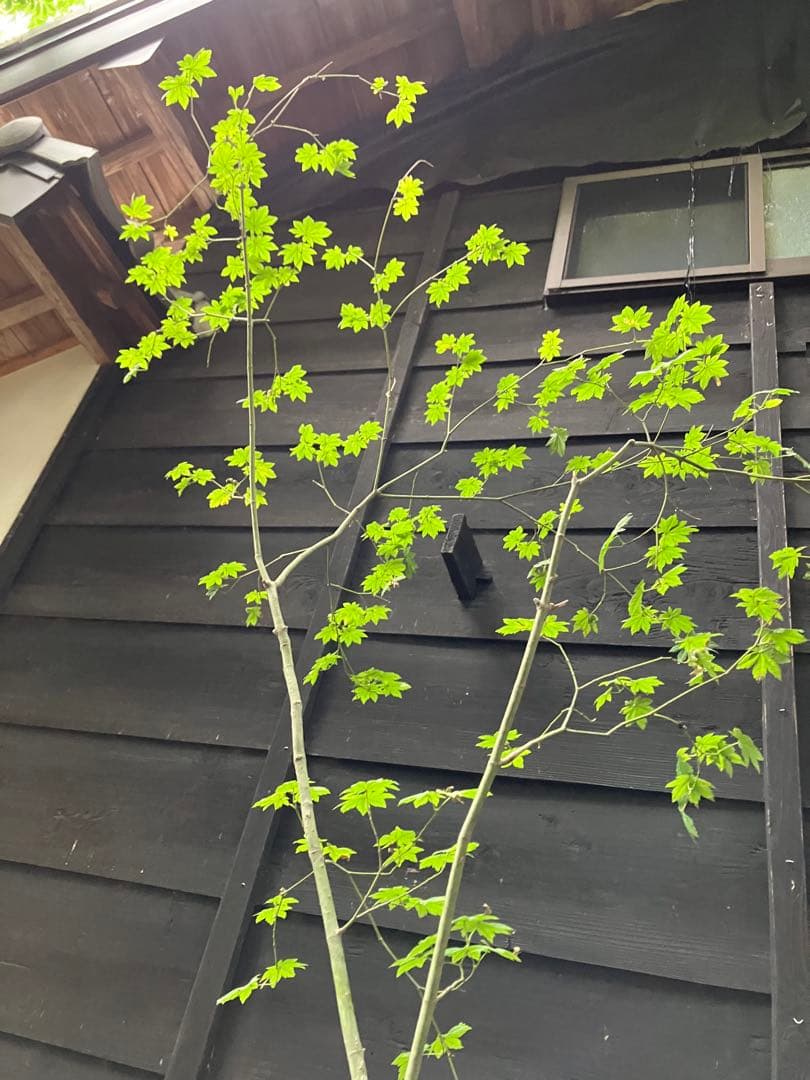 75 山採り　コハウチワカエデ