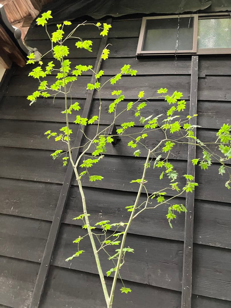 75 山採り　コハウチワカエデ