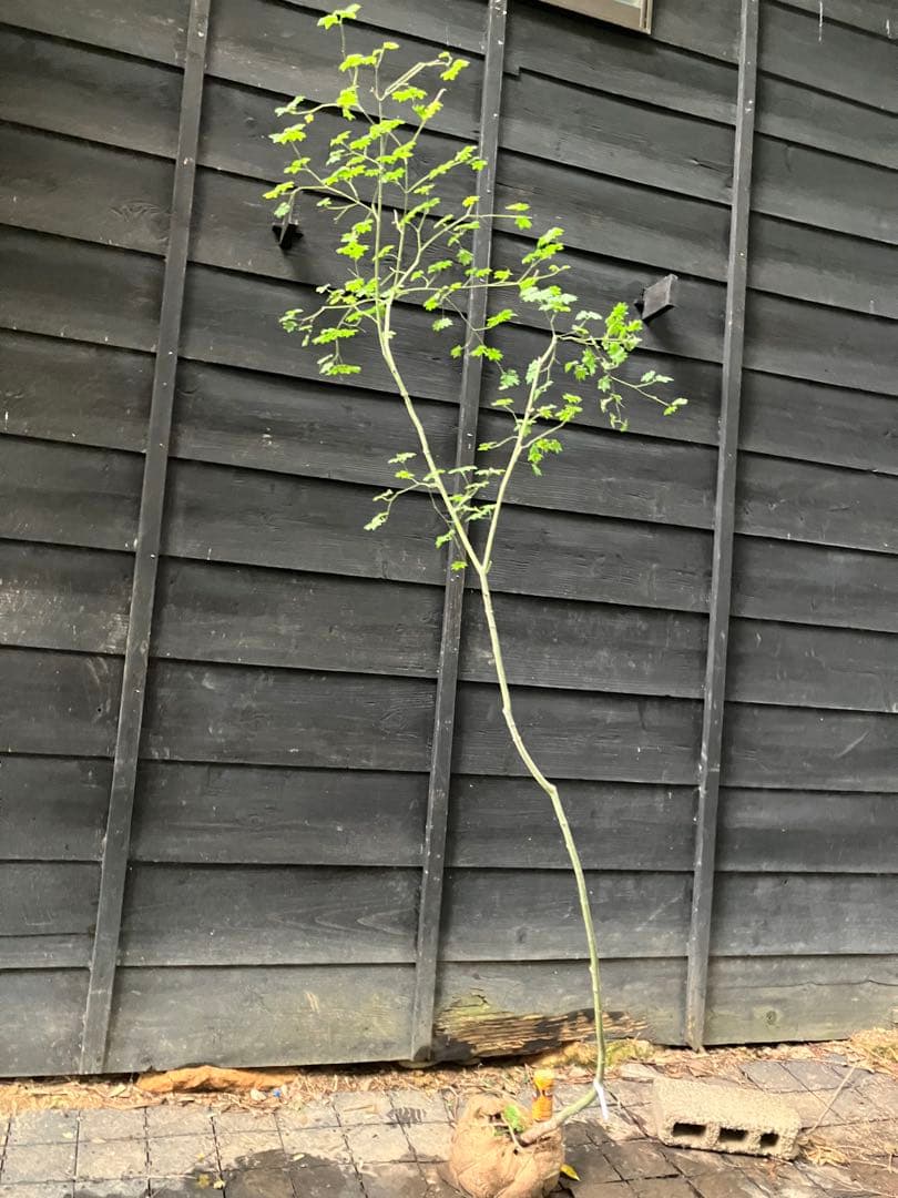 75 山採り　コハウチワカエデ