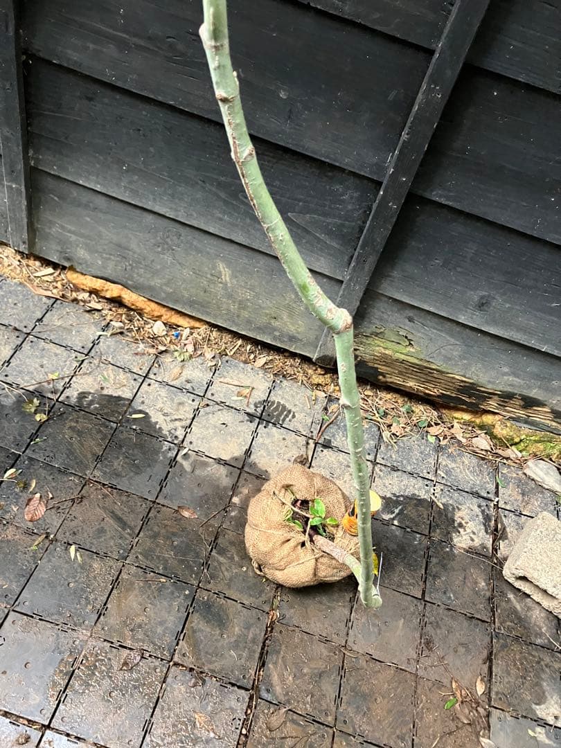 75 山採り　コハウチワカエデ