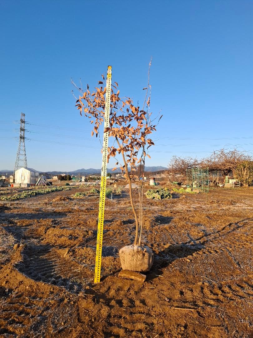 ヤマコウバシ　雑木　山彩　－－アオダモ、アオハダ、カエデ、モミジーー