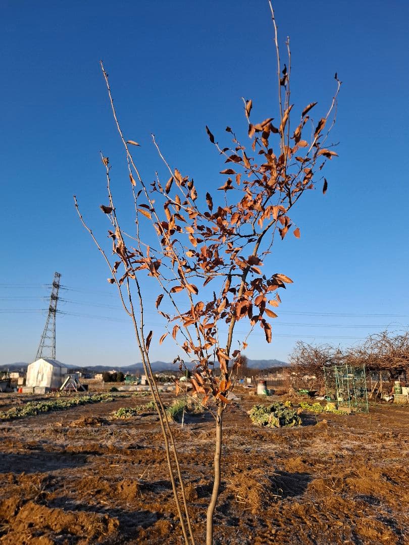 ヤマコウバシ　雑木　山彩　－－アオダモ、アオハダ、カエデ、モミジーー