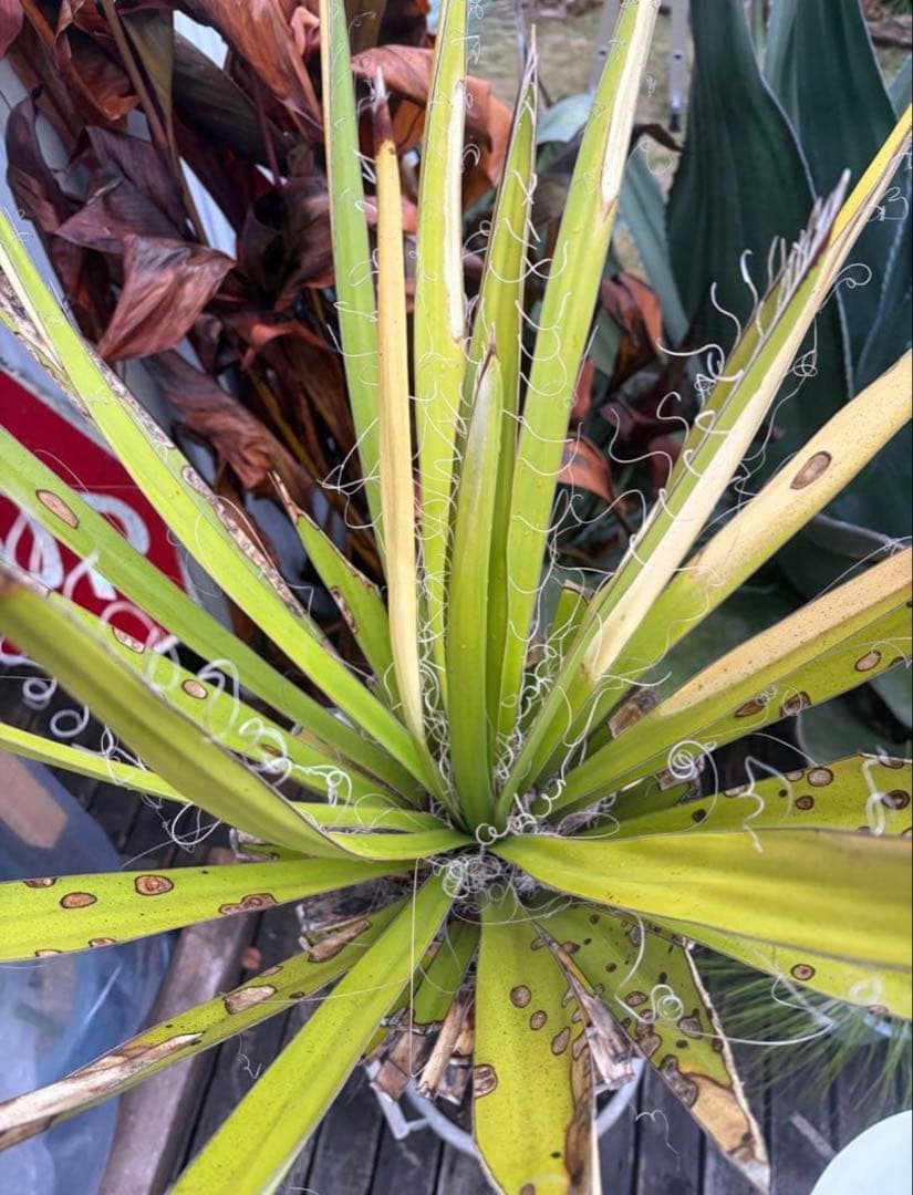 耐寒性ユッカ ファクソニアーナ特大株◇ドライガーデン アガベ ヤシ