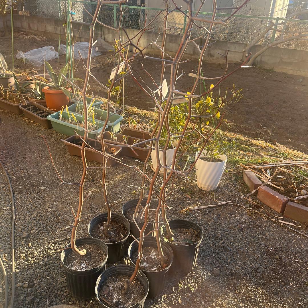 なつめの苗木 赤い果実　1株