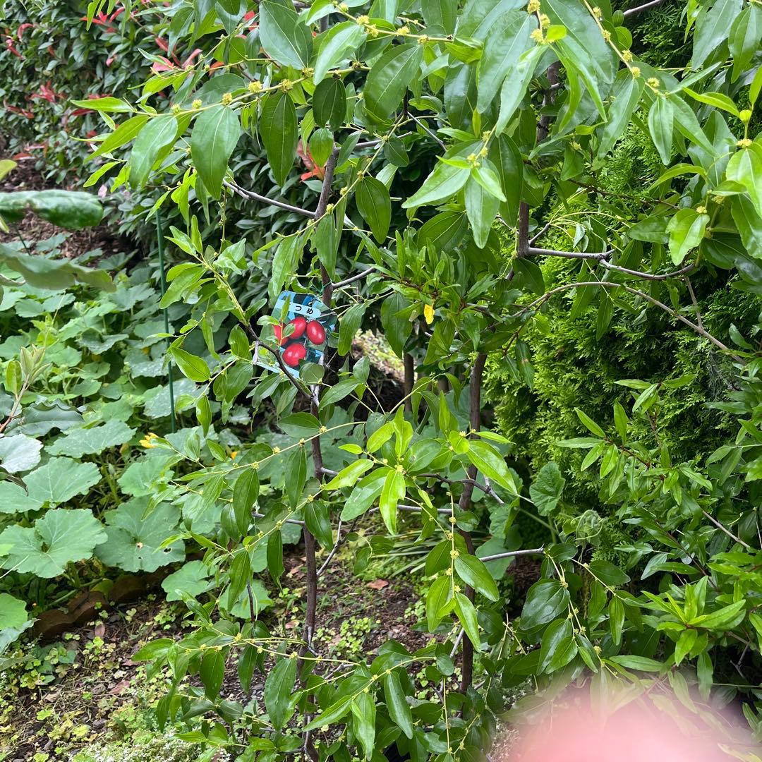 なつめの苗木 赤い果実　1株