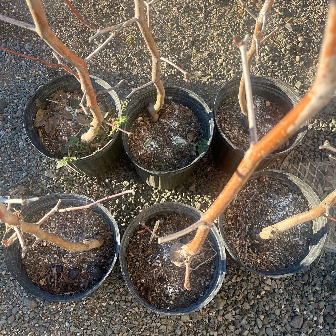 なつめの苗木 赤い果実　1株