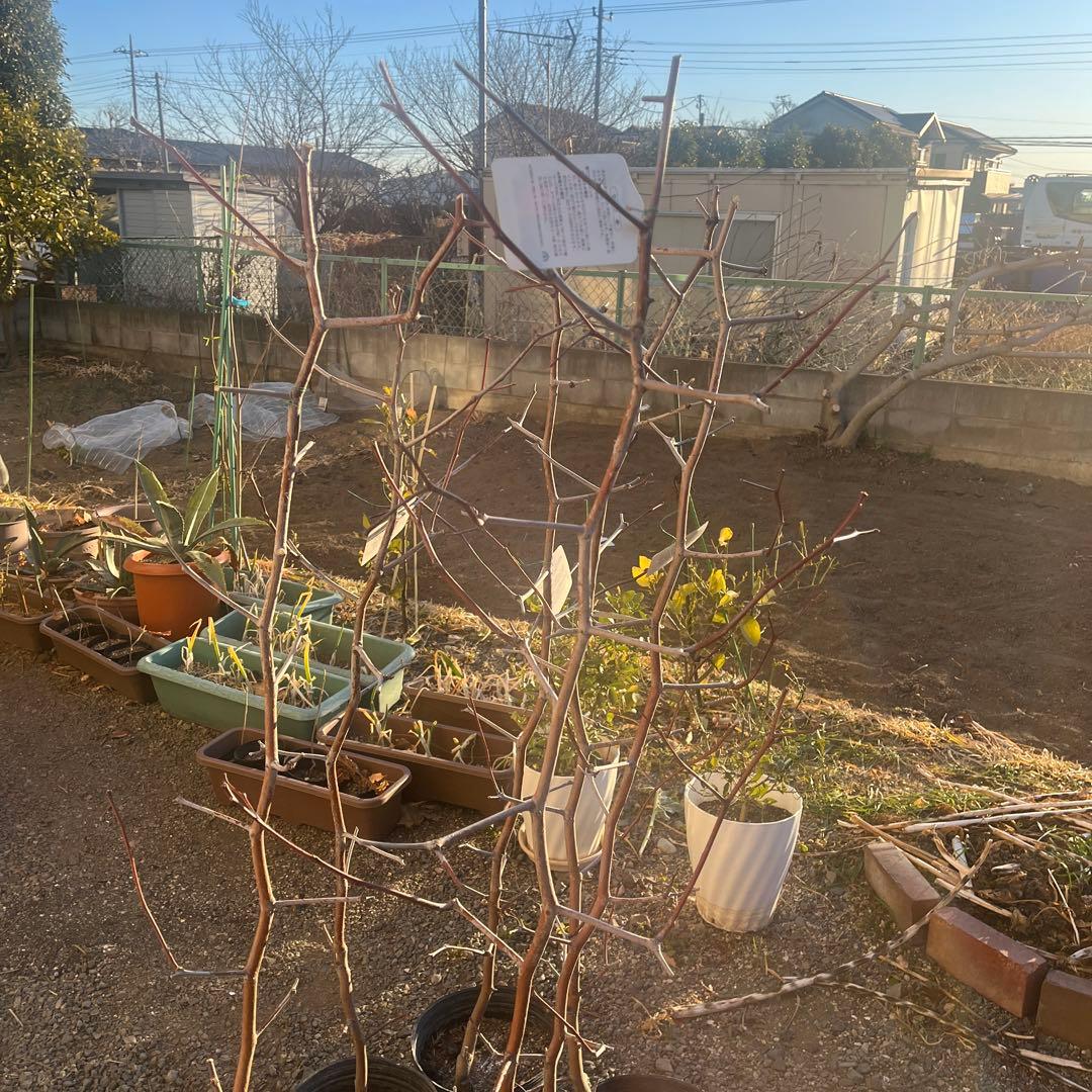 なつめの苗木 赤い果実　1株