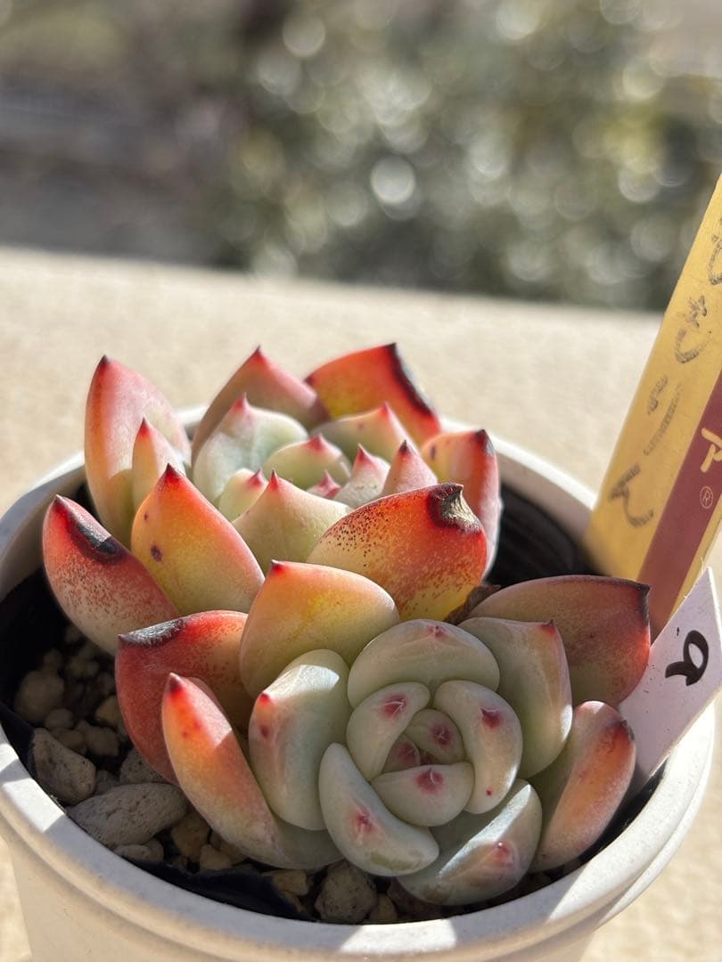 多肉　ももりん９　ミックスベリア　おらいさん苗　検) 青札　ざわわ