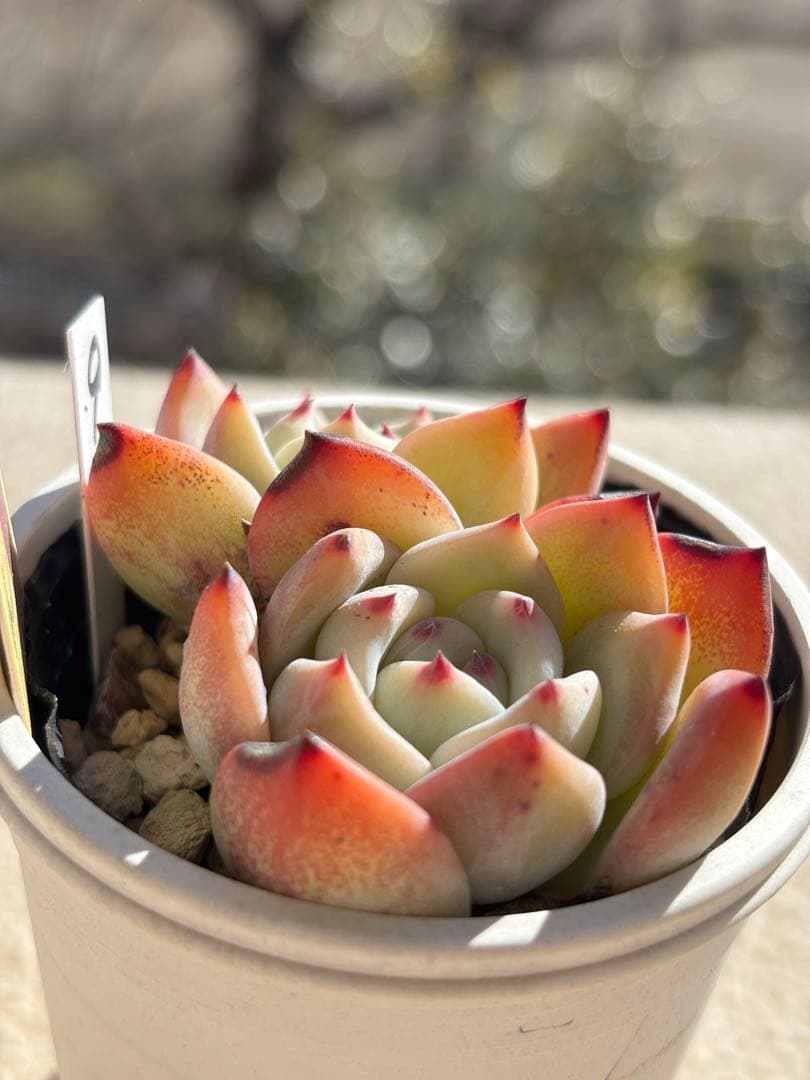 多肉　ももりん９　ミックスベリア　おらいさん苗　検) 青札　ざわわ