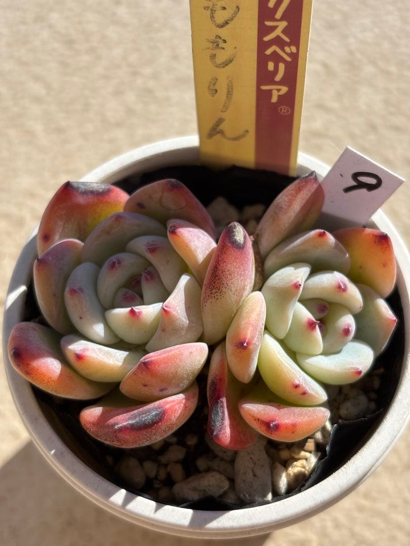 多肉　ももりん９　ミックスベリア　おらいさん苗　検) 青札　ざわわ