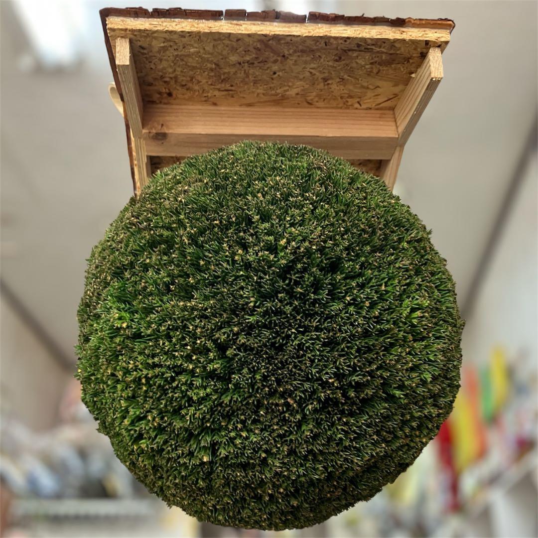 杉玉【屋根付き】①