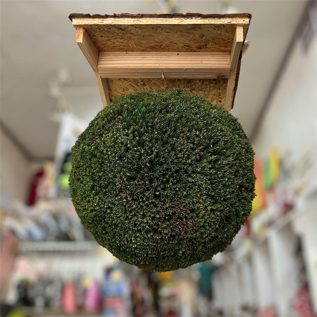 杉玉【屋根付き】①