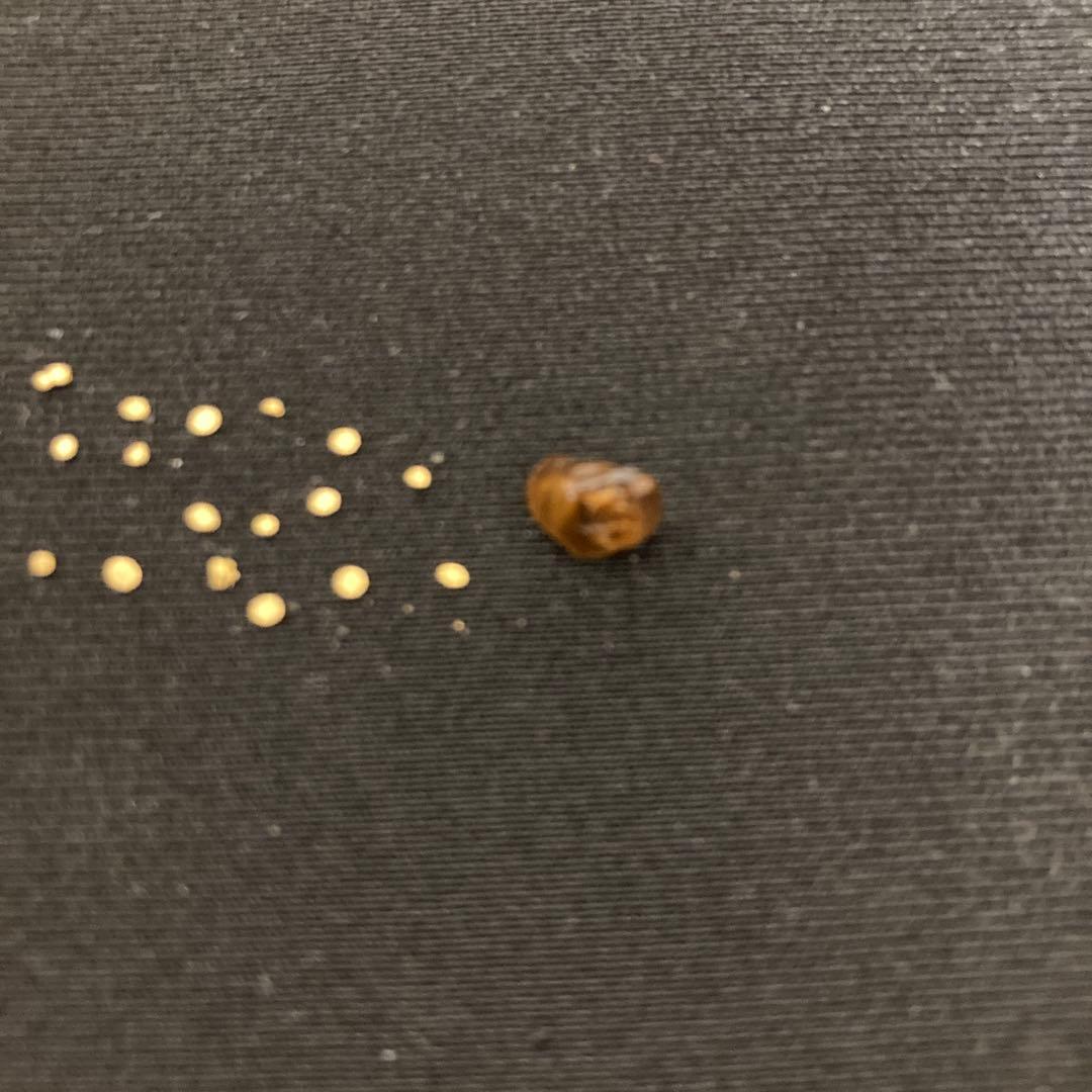 土肥金山 砂金 32粒（内3つは双子） 鉱石1粒 計33粒セット - メルカリ