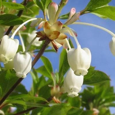 《現品》ドウダンツツジ　樹高1.6ｍ（根鉢含まず）117【灯台躑躅/苗木/植木】