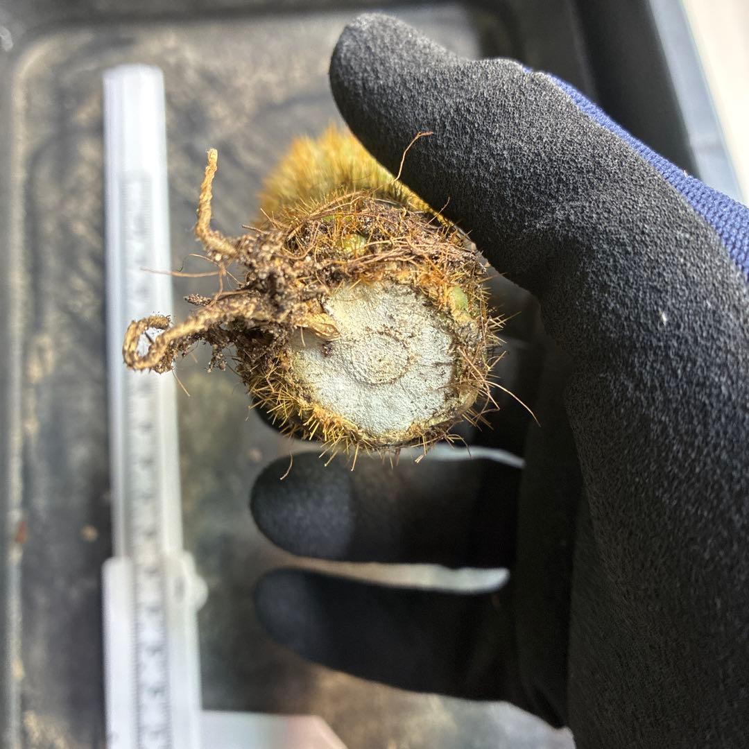 新品種 トリコセレウス スパキアナス スーパーモンストローサ 希少種