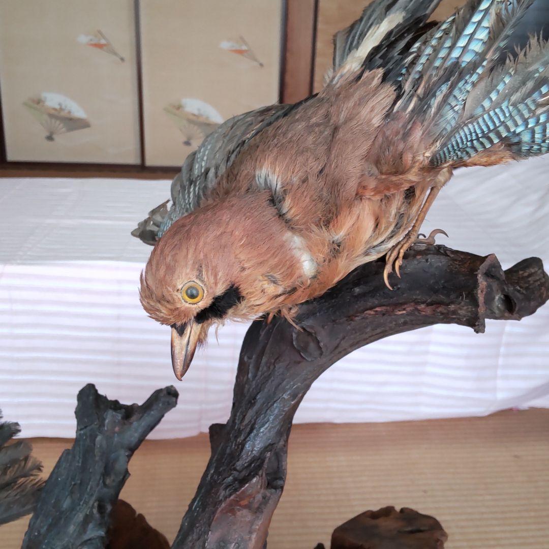 天然木の置物 鳥の剥製2羽付き インテリア