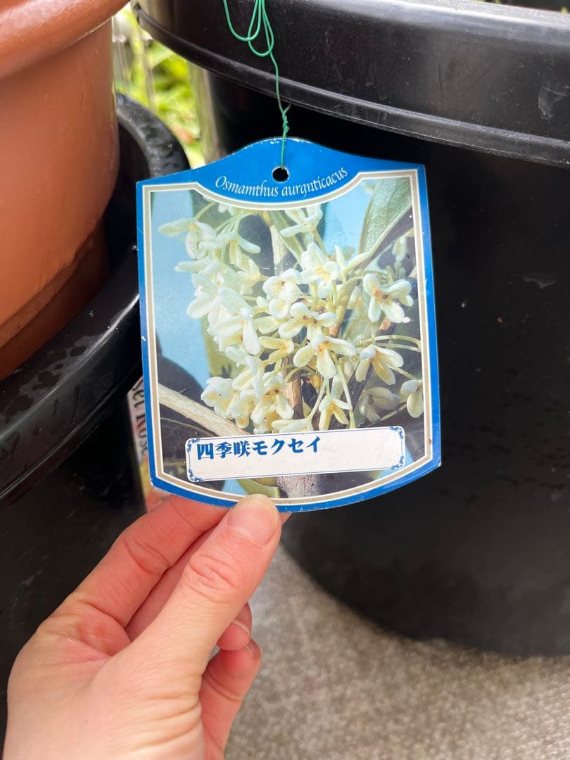 銀木犀　約160cm 白花