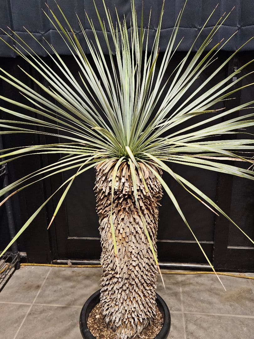 専用出品 セット割 ユッカロストラータ 太株 (み)