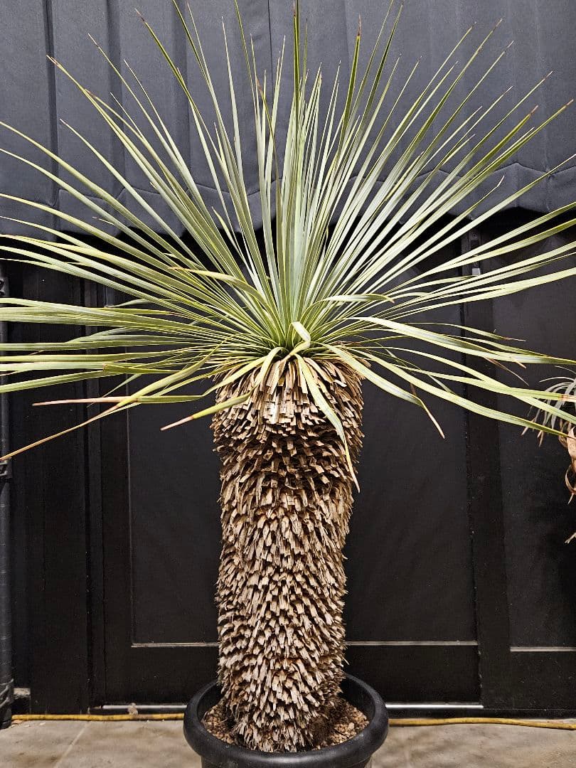 専用出品 セット割 ユッカロストラータ 太株 (み)