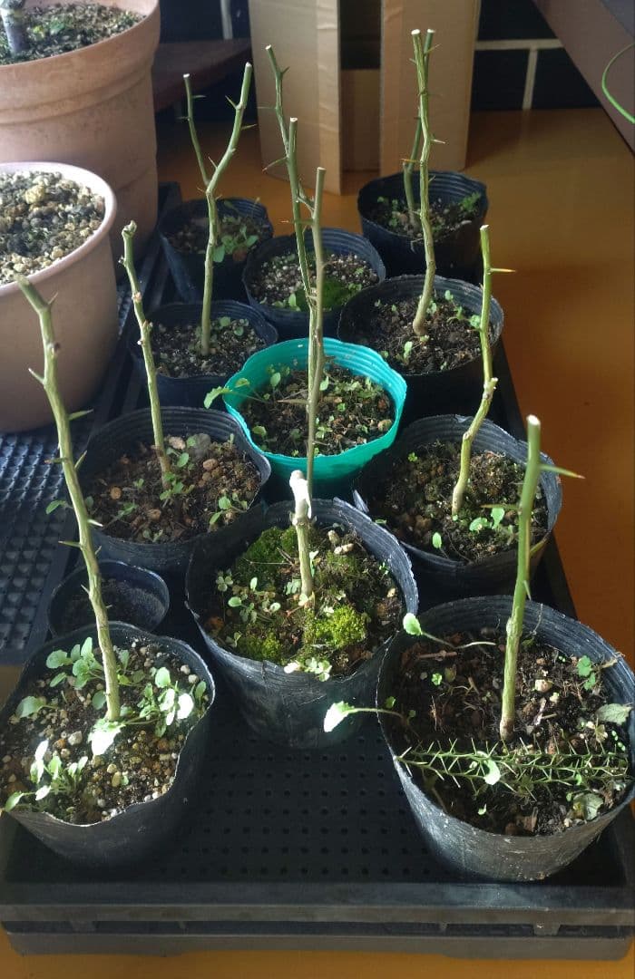 フィンガーライム苗10株+カラタチ苗10株