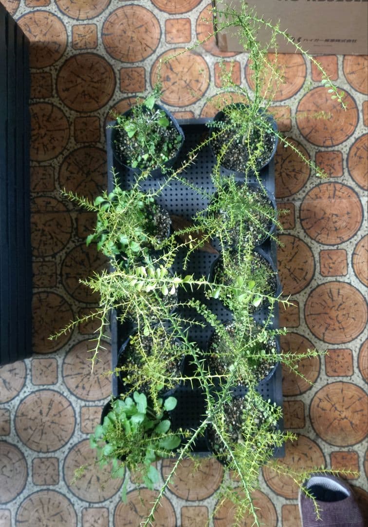 フィンガーライム苗10株+カラタチ苗10株