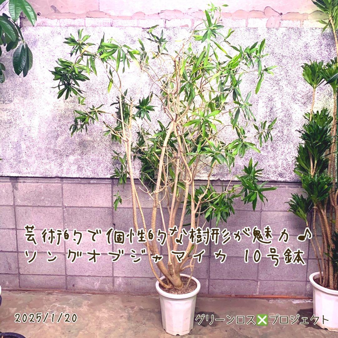 Top【選抜株】多肉植物 19157アイスランディック コフィー 36個 鉢無し