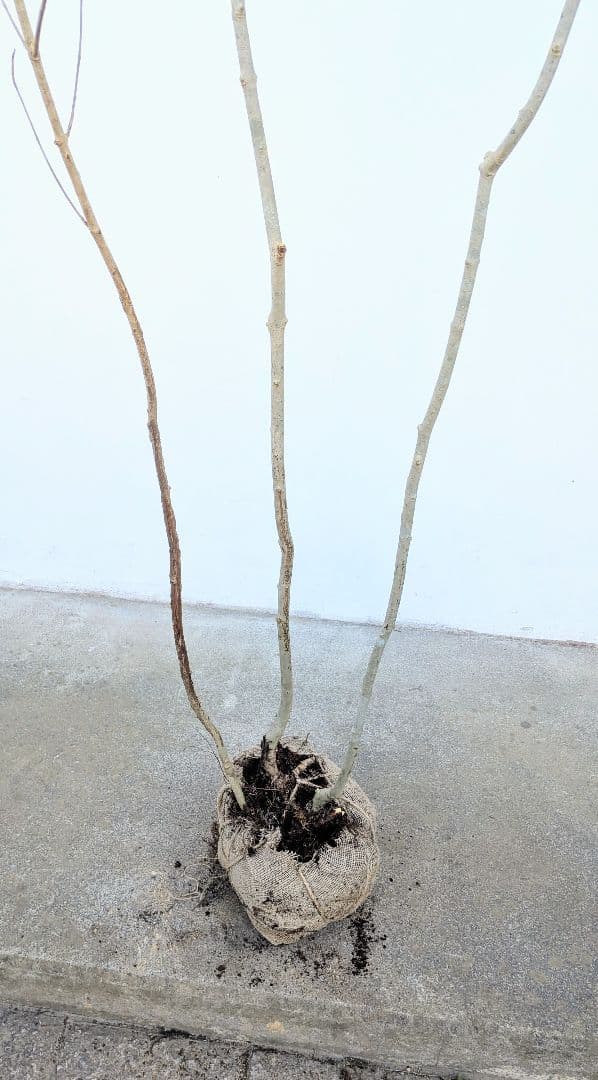 2.5m。山採りアオダモ株。