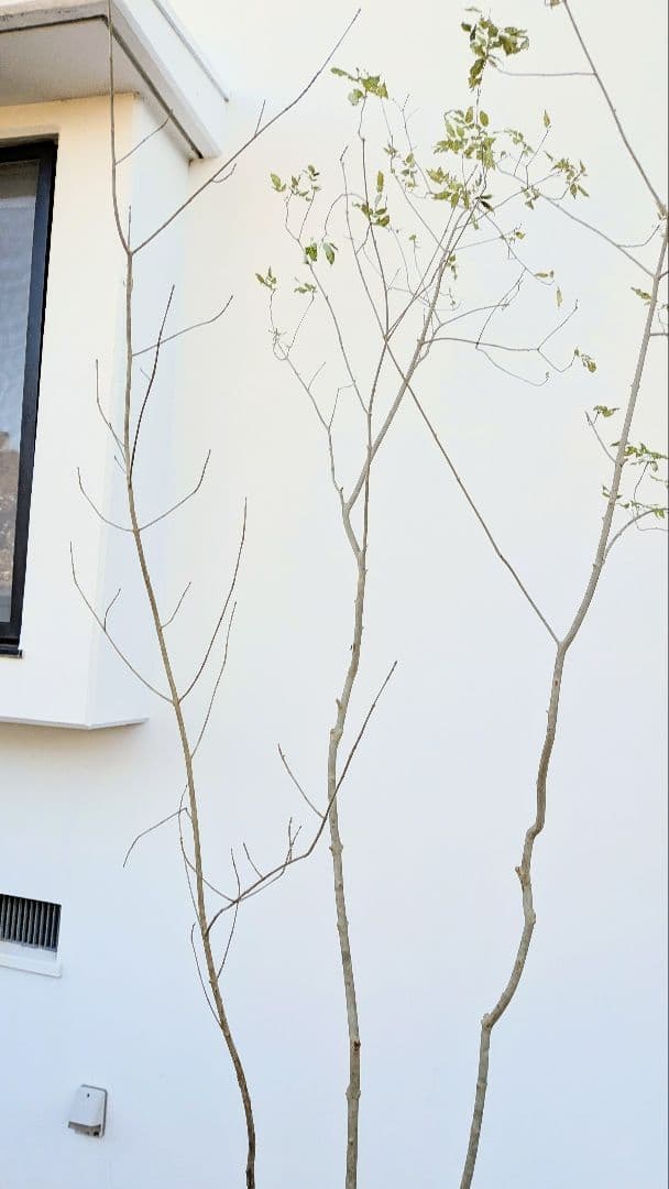 2.5m。山採りアオダモ株。