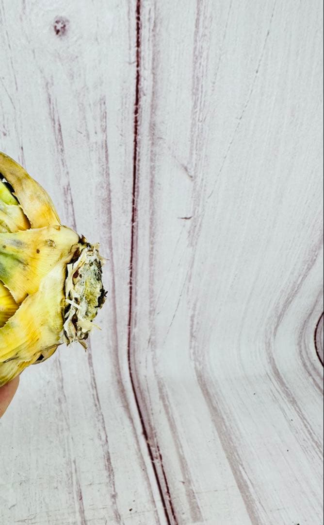 ⑨ アガベ ユタエンシス エボリスピナ ロングスパイン 陽炎