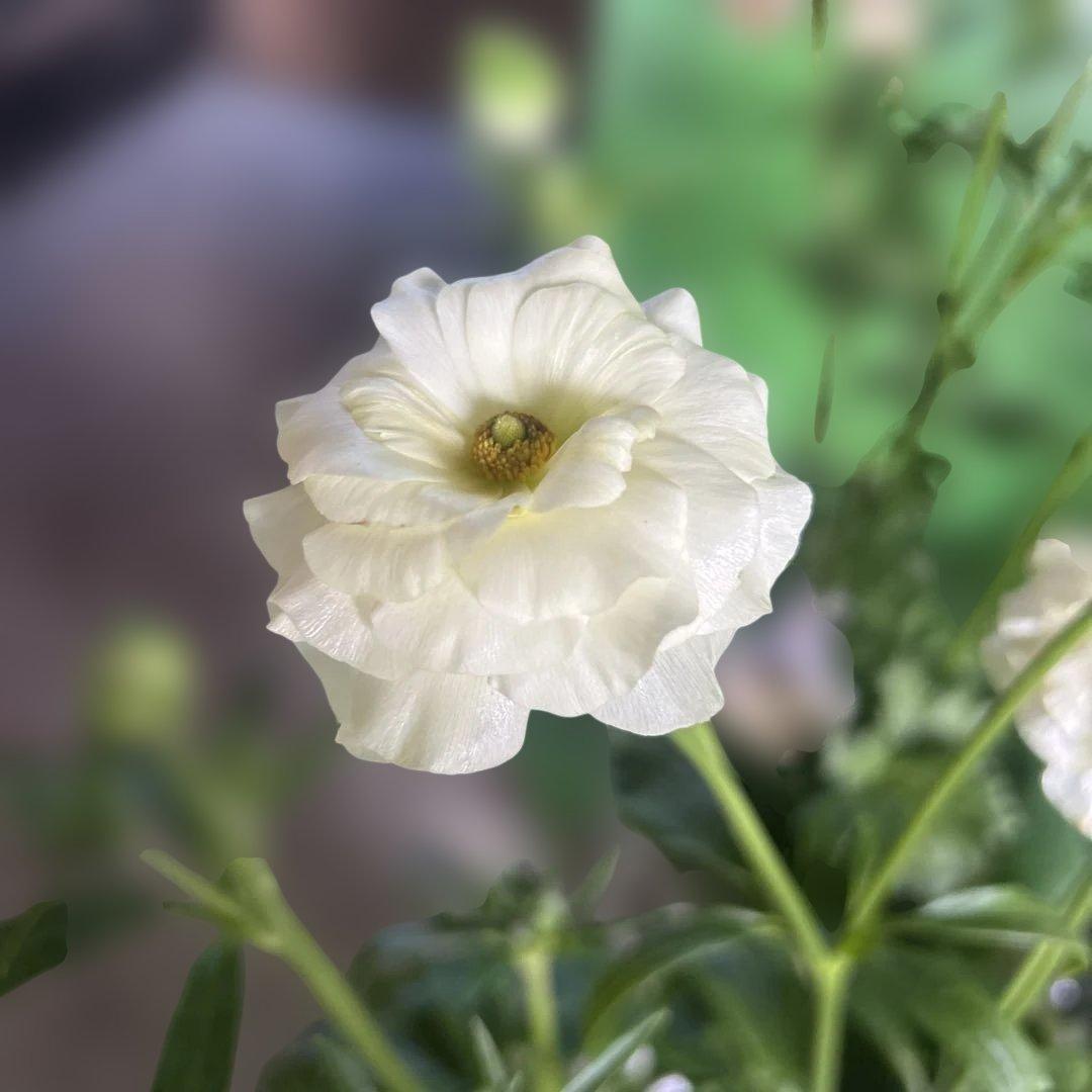 ラナンキュラス苗　ラナンキュラスラックス　6ポット価格