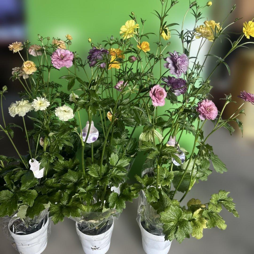 ラナンキュラス苗　ラナンキュラスラックス　6ポット価格