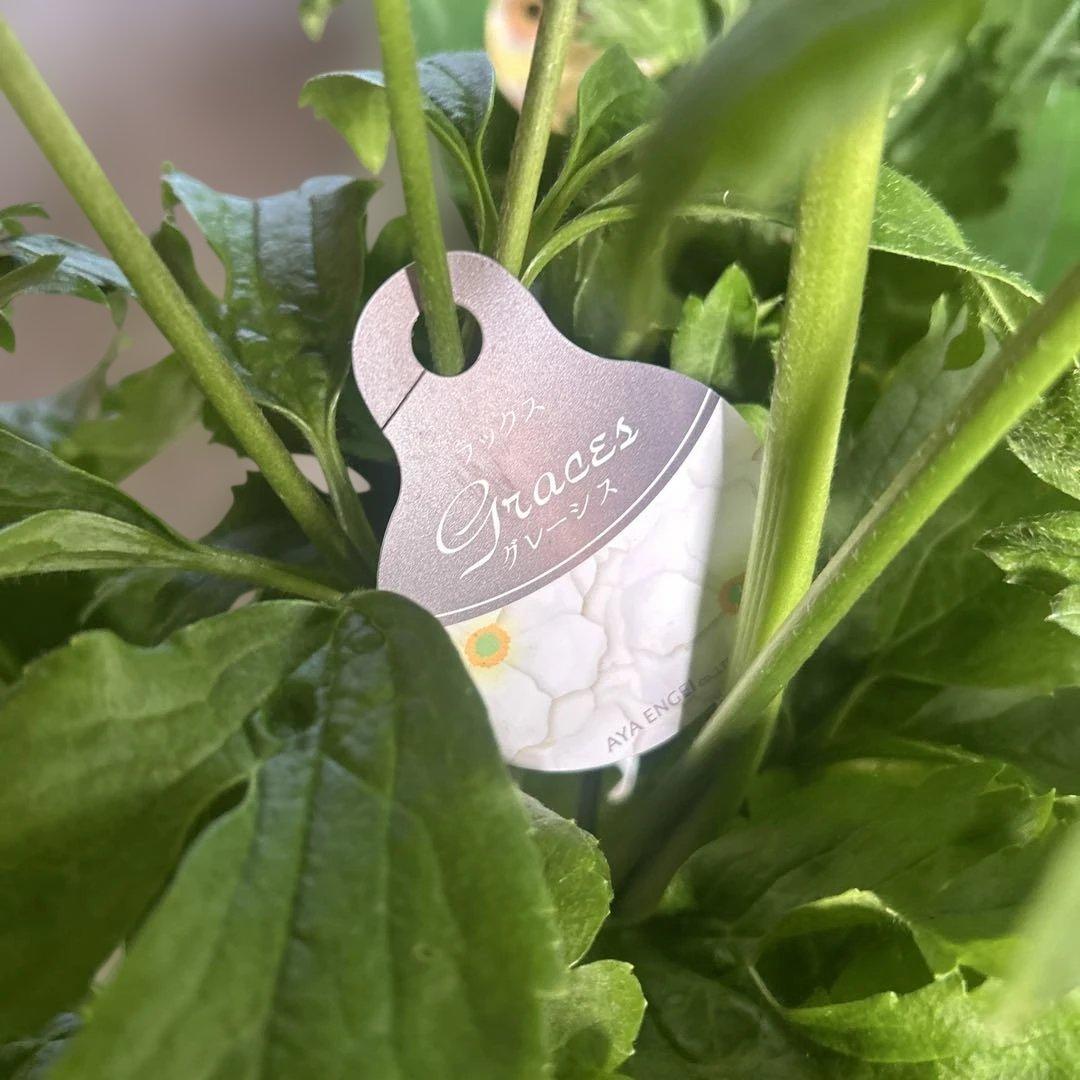 ラナンキュラス苗　ラナンキュラスラックス　6ポット価格