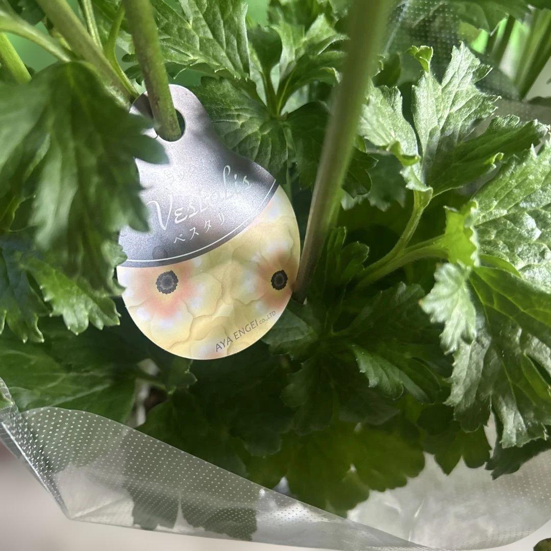 ラナンキュラス苗　ラナンキュラスラックス　6ポット価格