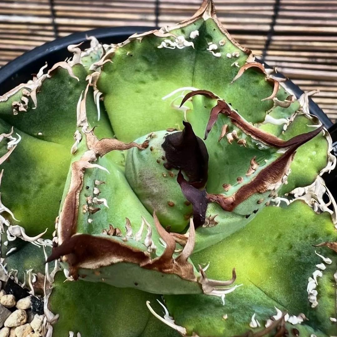 アガベ　チタノタ　冰雹