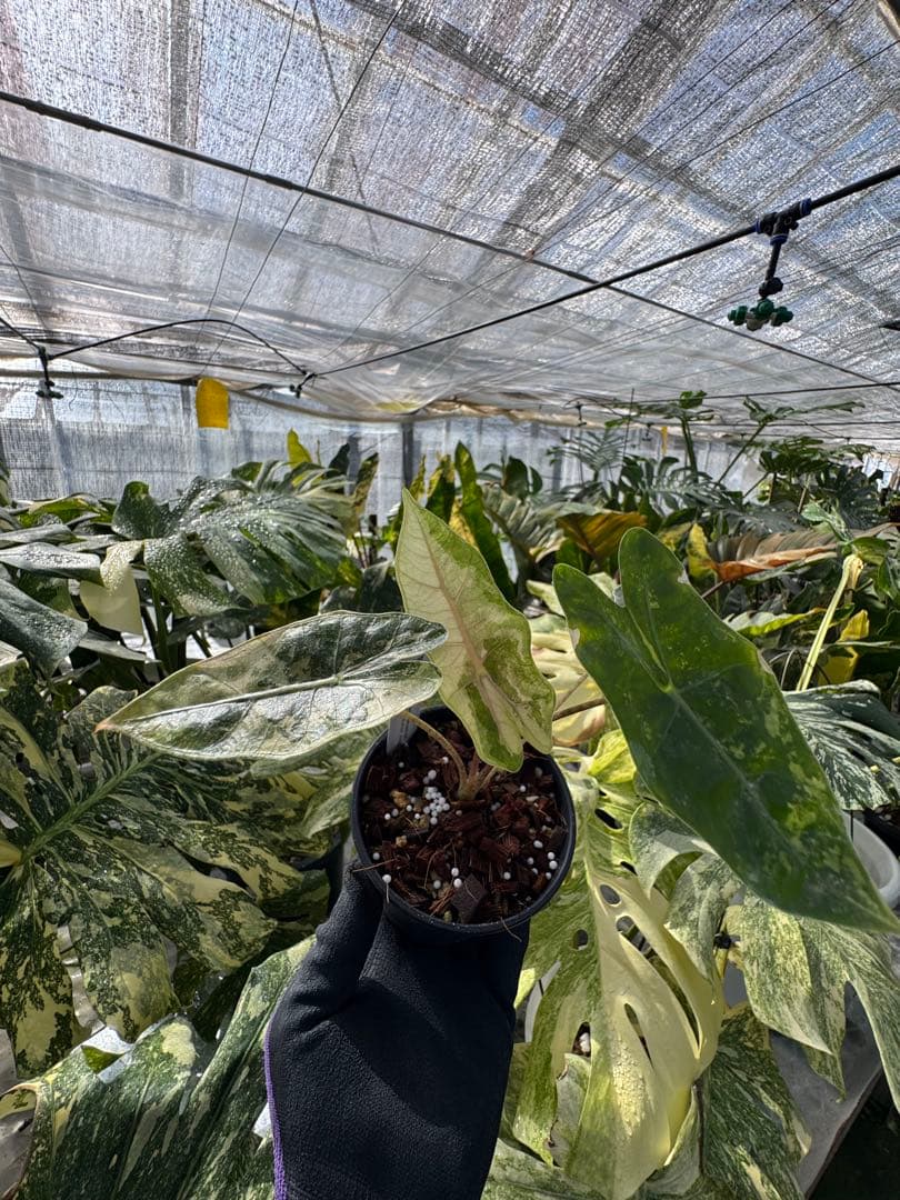 1アロカシア　ブセウド　サンデリアナ　ピンク