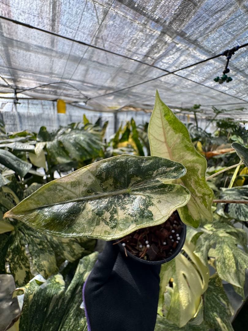 1アロカシア　ブセウド　サンデリアナ　ピンク