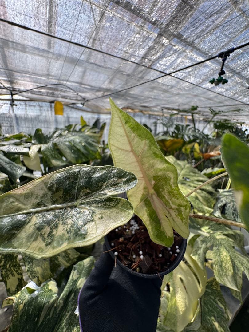 1アロカシア　ブセウド　サンデリアナ　ピンク