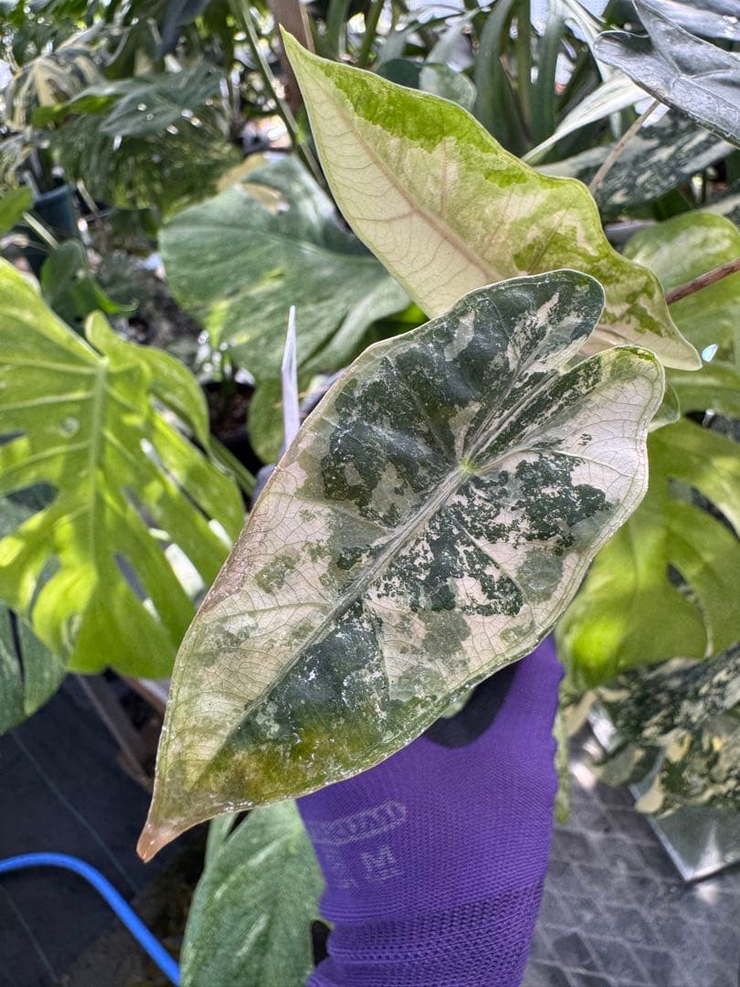 1アロカシア　ブセウド　サンデリアナ　ピンク