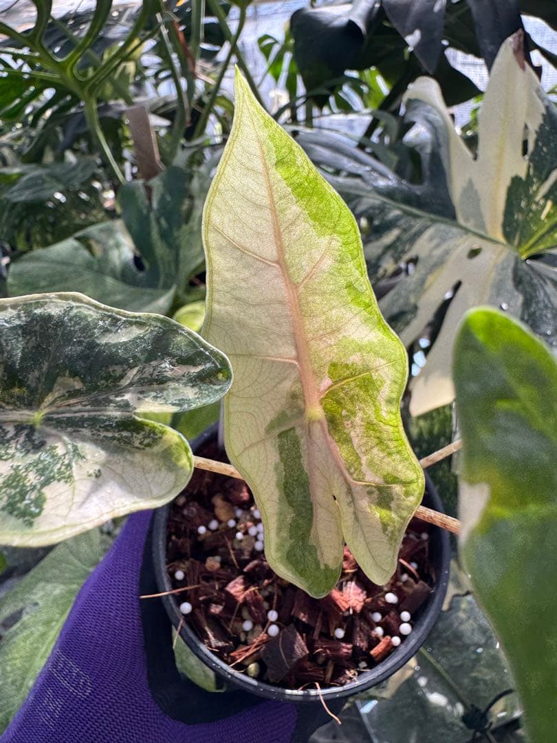 1アロカシア　ブセウド　サンデリアナ　ピンク