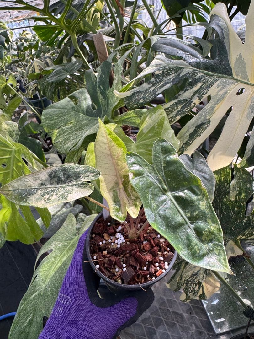 1アロカシア　ブセウド　サンデリアナ　ピンク