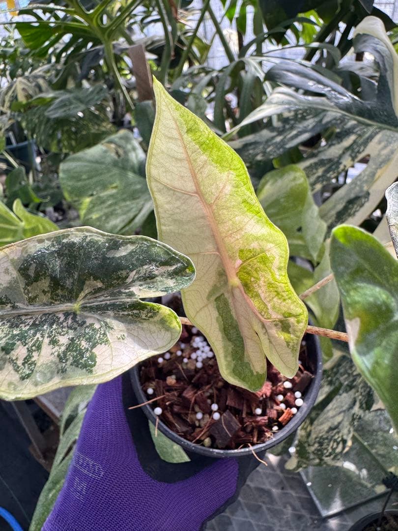 1アロカシア　ブセウド　サンデリアナ　ピンク