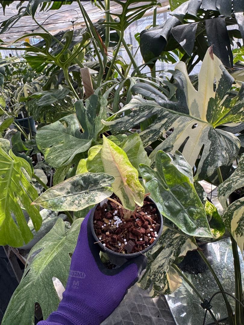 1アロカシア　ブセウド　サンデリアナ　ピンク