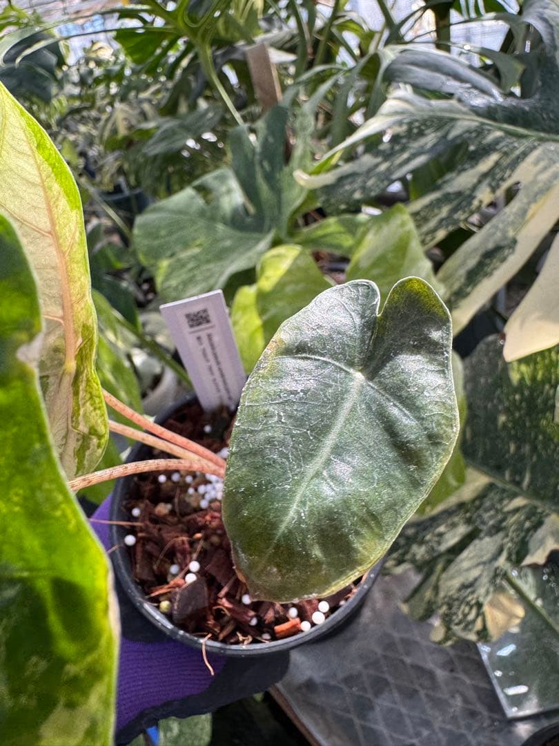 1アロカシア　ブセウド　サンデリアナ　ピンク