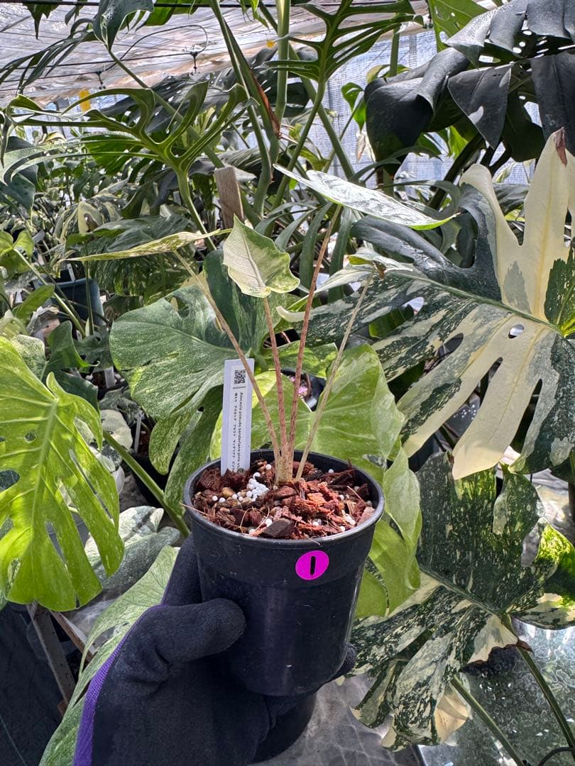 1アロカシア　ブセウド　サンデリアナ　ピンク