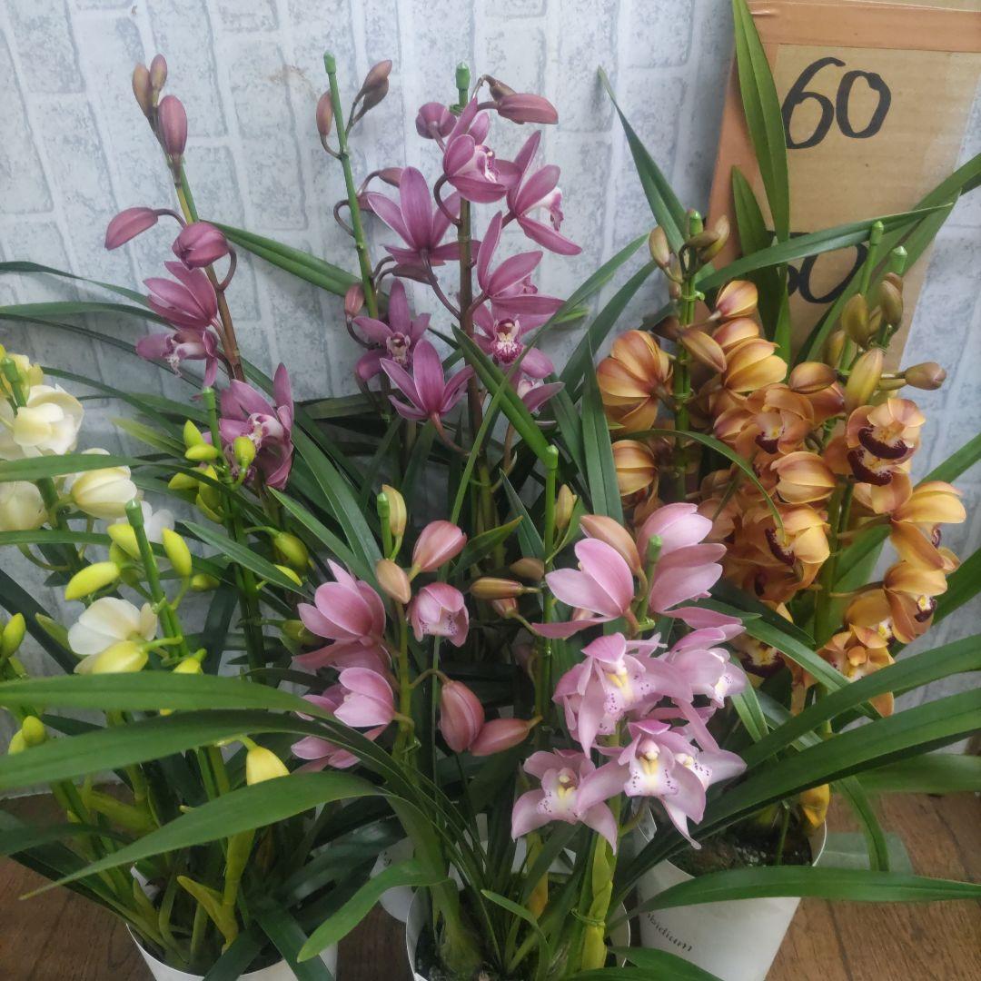 i*.様 17日入荷分⭐️石田園芸⭐️テーブルシンピ３本立ち４鉢セット⭐️