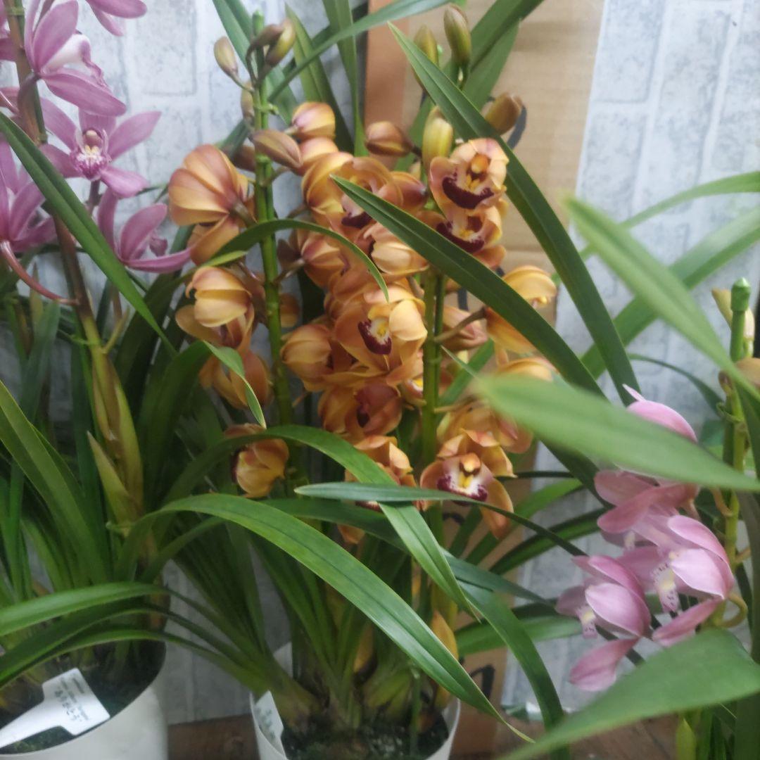 i*.様 17日入荷分⭐️石田園芸⭐️テーブルシンピ３本立ち４鉢セット⭐️