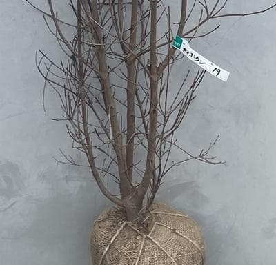 《現品》山法師(ヤマボウシ)株立ち　樹高1.6ｍ（根鉢含まず）19【苗木/植木】