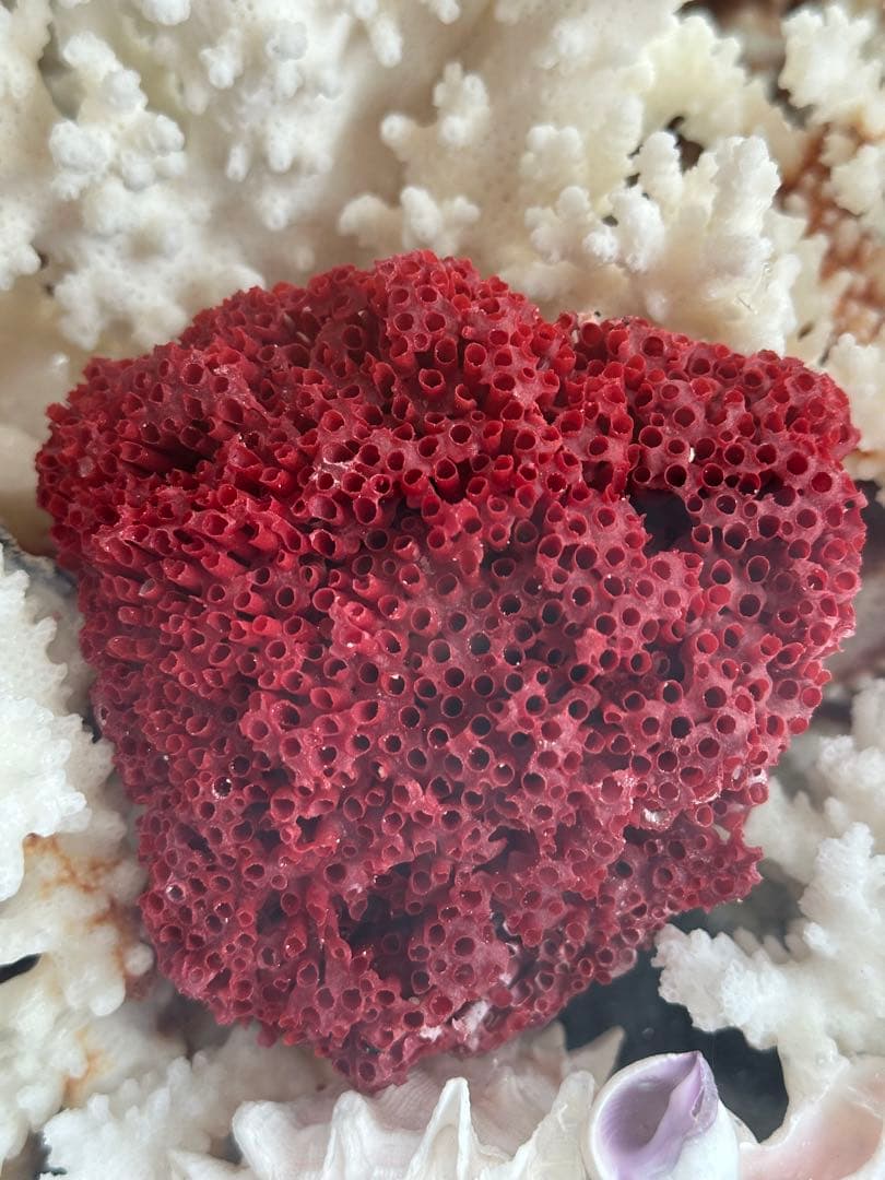 【超希少】フィジー産天然白珊瑚、赤珊瑚のディスプレイ置物ガラスケース入り